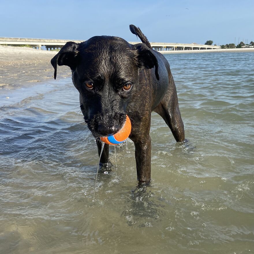 I Gave Two Rescues A Well Deserved Beach Day (39 Pics) I Gave Two Rescues A Well Deserved Beach Day (39 Pics)