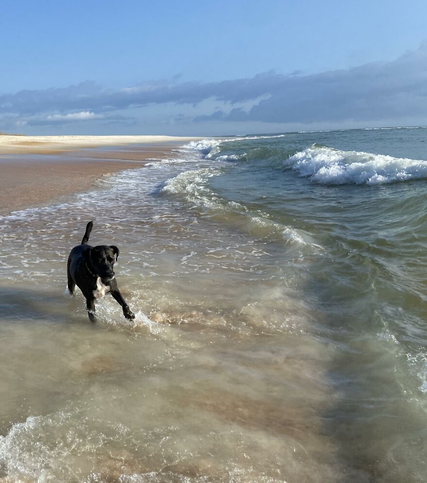 I Gave Two Rescues A Well Deserved Beach Day (39 Pics) I Gave Two Rescues A Well Deserved Beach Day (39 Pics)