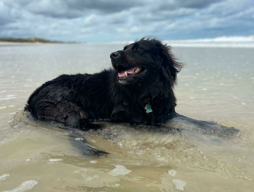 I Gave Two Rescues A Well Deserved Beach Day (39 Pics) I Gave Two Rescues A Well Deserved Beach Day (39 Pics)