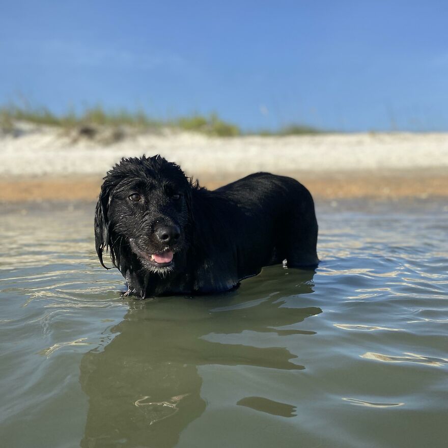 I Gave Two Rescues A Well Deserved Beach Day (39 Pics) I Gave Two Rescues A Well Deserved Beach Day (39 Pics)