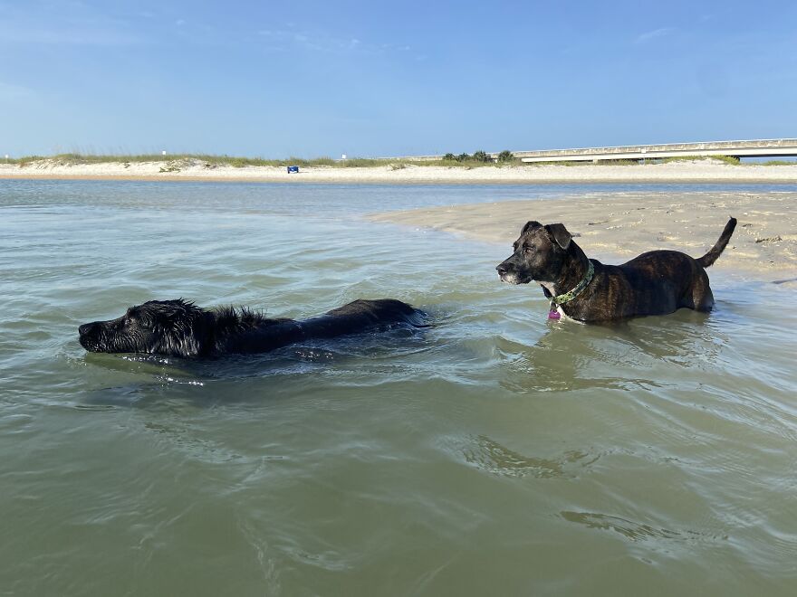 I Gave Two Rescues A Well Deserved Beach Day (39 Pics) I Gave Two Rescues A Well Deserved Beach Day (39 Pics)