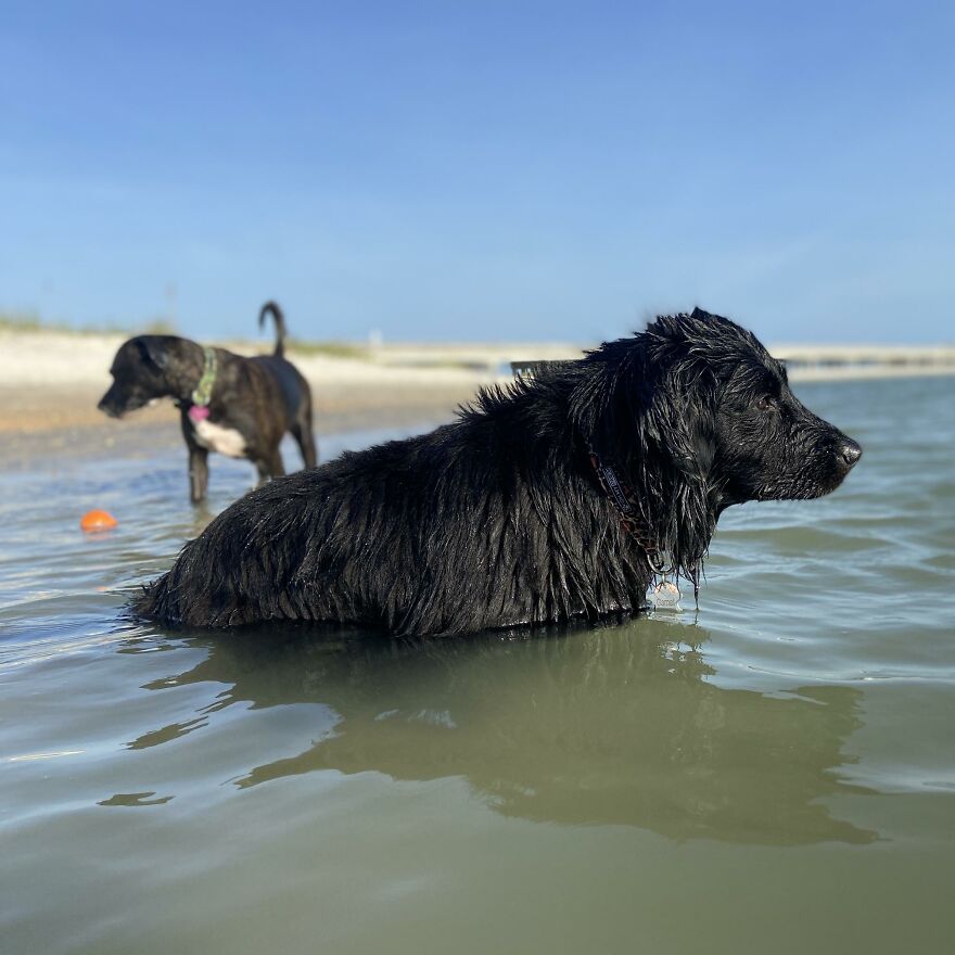 I Gave Two Rescues A Well Deserved Beach Day (39 Pics) I Gave Two Rescues A Well Deserved Beach Day (39 Pics)