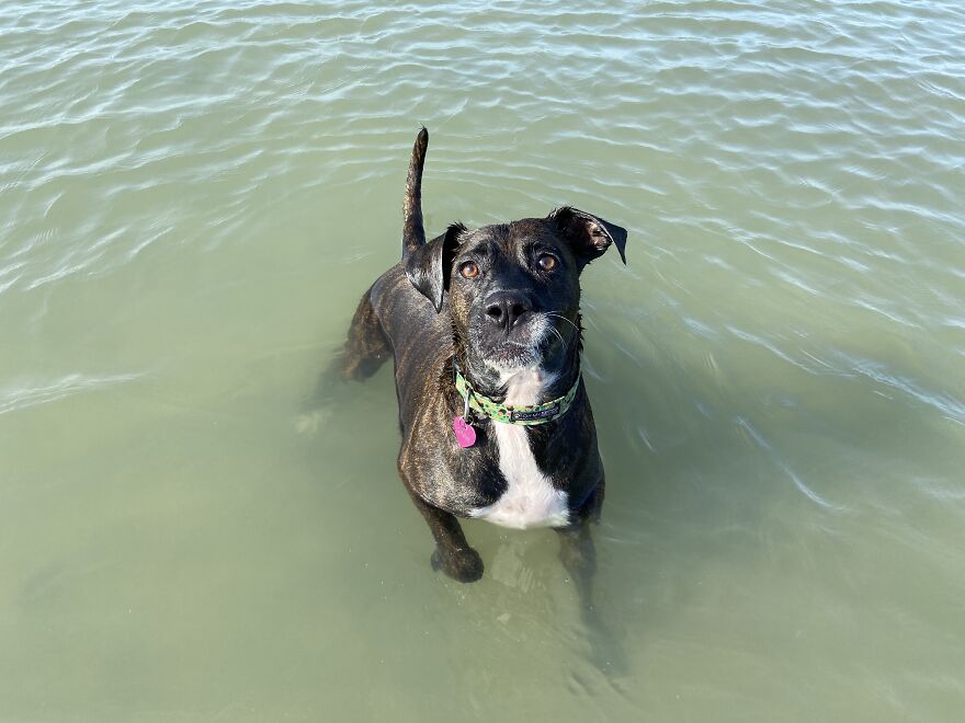 I Gave Two Rescues A Well Deserved Beach Day (39 Pics) I Gave Two Rescues A Well Deserved Beach Day (39 Pics)