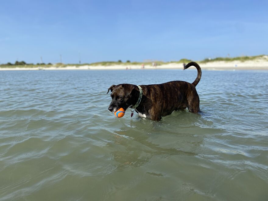 I Gave Two Rescues A Well Deserved Beach Day (39 Pics) I Gave Two Rescues A Well Deserved Beach Day (39 Pics)