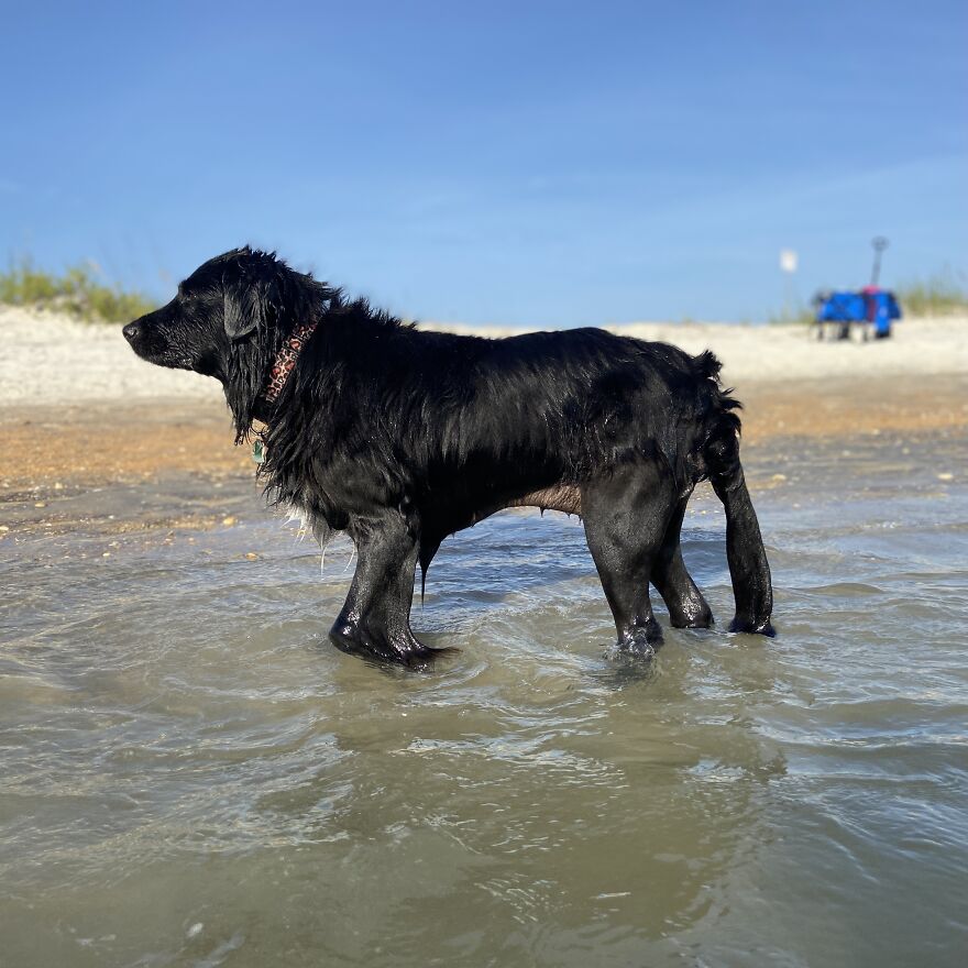I Gave Two Rescues A Well Deserved Beach Day (39 Pics) I Gave Two Rescues A Well Deserved Beach Day (39 Pics)