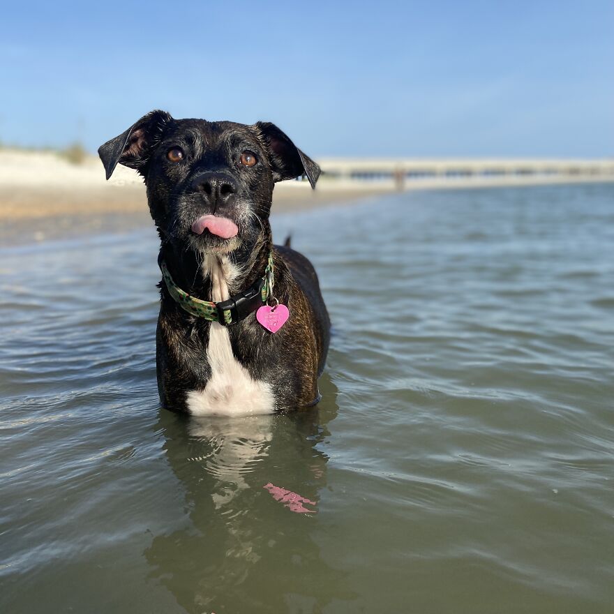 I Gave Two Rescues A Well Deserved Beach Day (39 Pics) I Gave Two Rescues A Well Deserved Beach Day (39 Pics)