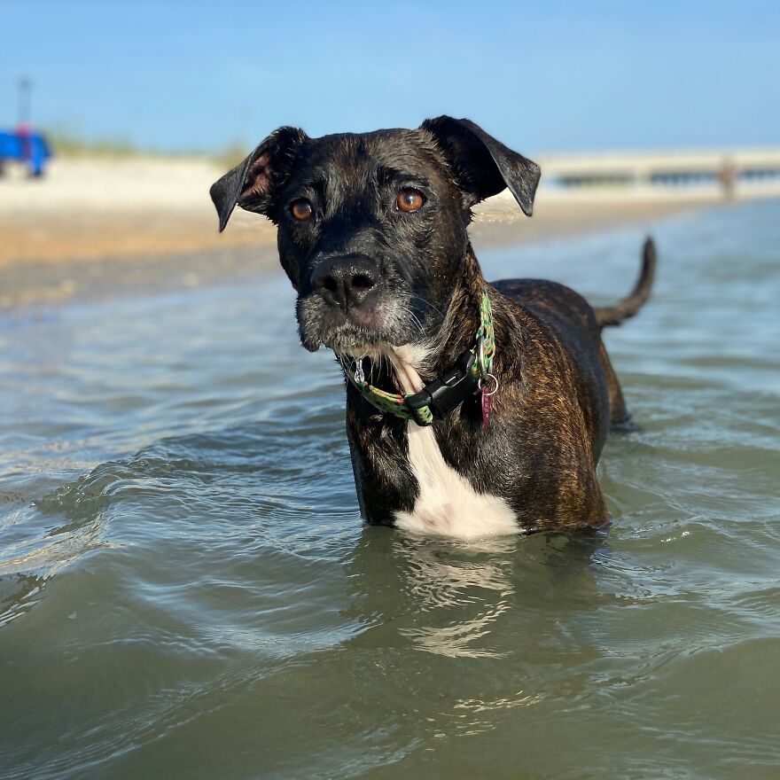 I Gave Two Rescues A Well Deserved Beach Day (39 Pics) I Gave Two Rescues A Well Deserved Beach Day (39 Pics)