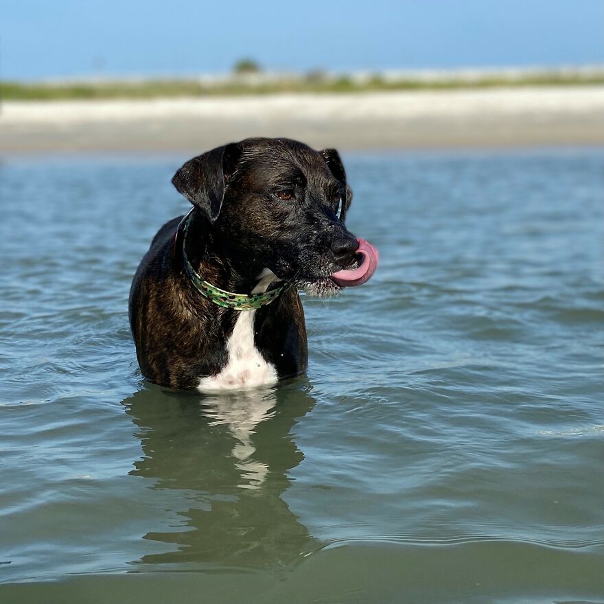 I Gave Two Rescues A Well Deserved Beach Day (39 Pics) I Gave Two Rescues A Well Deserved Beach Day (39 Pics)