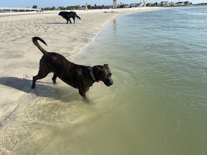 I Gave Two Rescues A Well Deserved Beach Day (39 Pics) I Gave Two Rescues A Well Deserved Beach Day (39 Pics)
