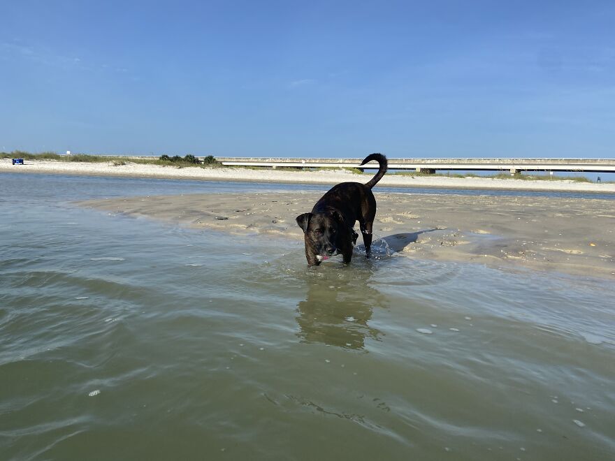 I Gave Two Rescues A Well Deserved Beach Day (39 Pics) I Gave Two Rescues A Well Deserved Beach Day (39 Pics)