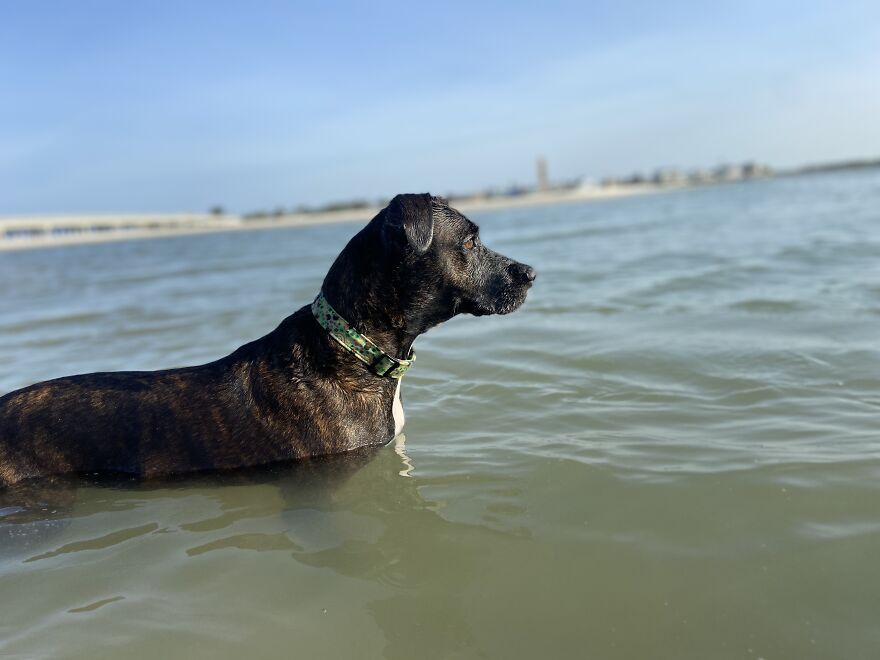 I Gave Two Rescues A Well Deserved Beach Day (39 Pics) I Gave Two Rescues A Well Deserved Beach Day (39 Pics)