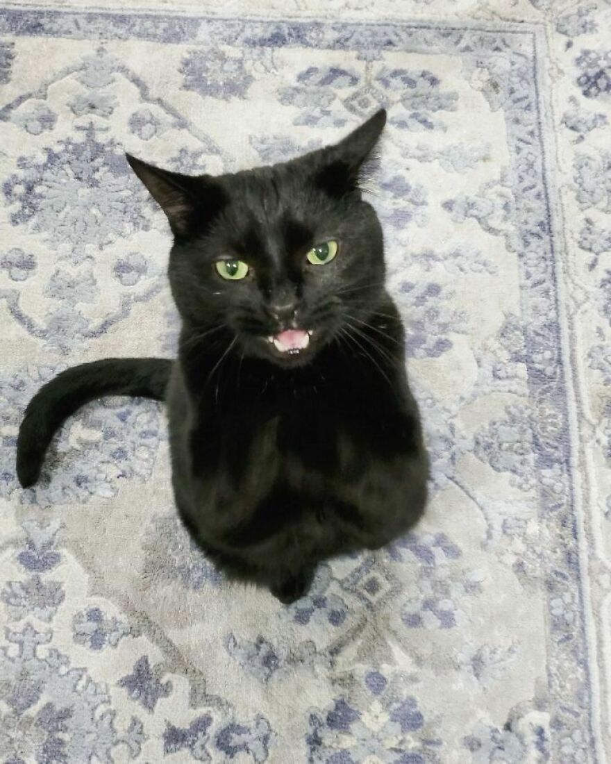 This Cat Went Viral Because He Learned To Beg In A Way That Melts People’s Hearts This Cat Went Viral Because He Learned To Beg In A Way That Melts People’s Hearts