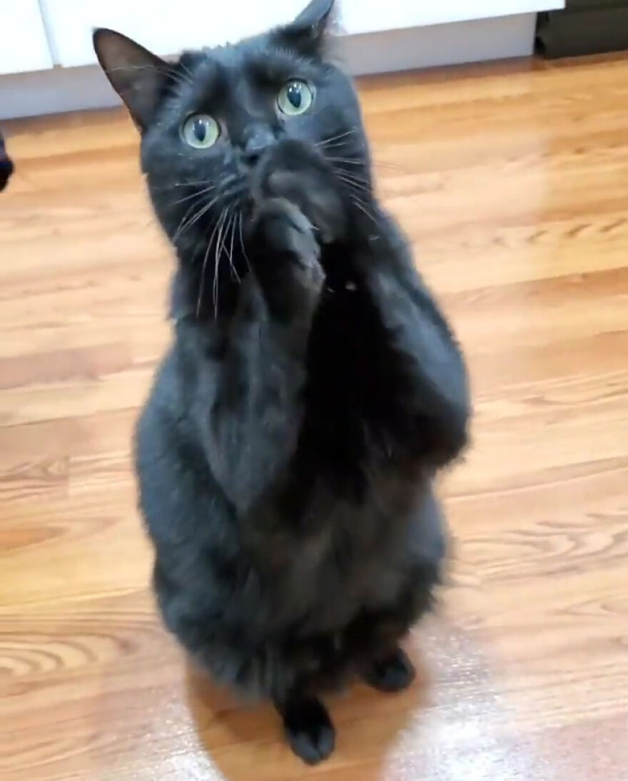 This Cat Went Viral Because He Learned To Beg In A Way That Melts People’s Hearts This Cat Went Viral Because He Learned To Beg In A Way That Melts People’s Hearts