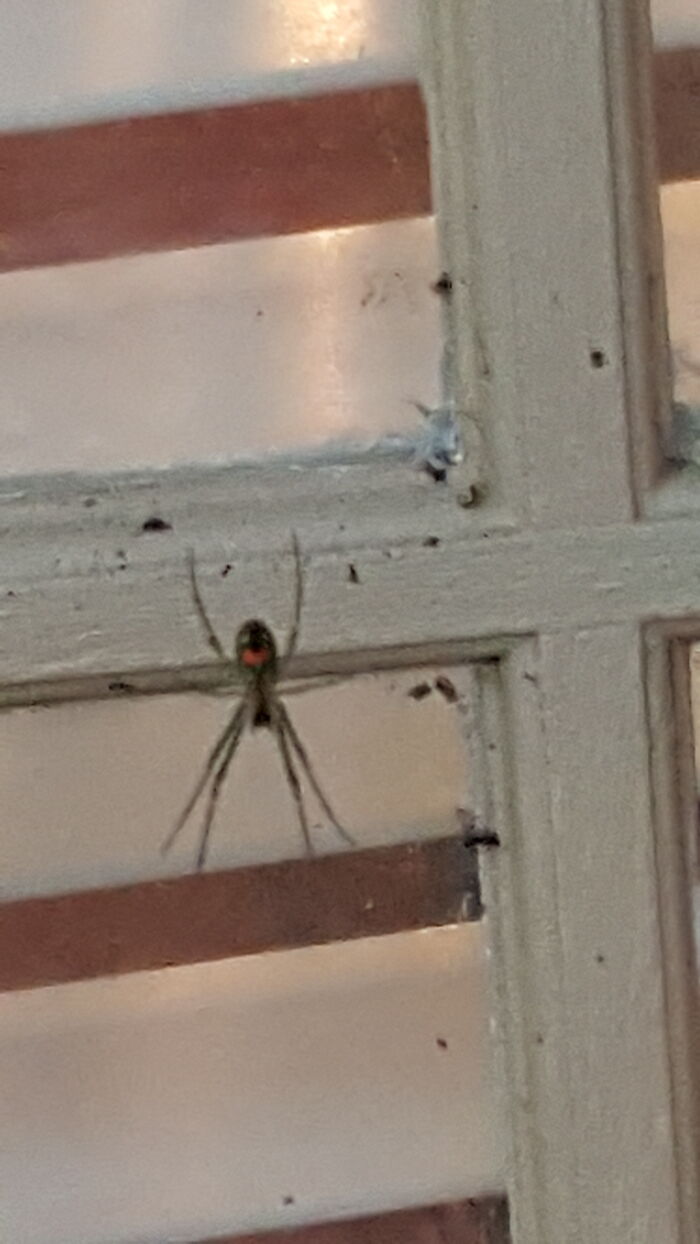 Hey Pandas, Share Some Photos Of Unusual Bugs You&#8217;ve Spotted (Closed)