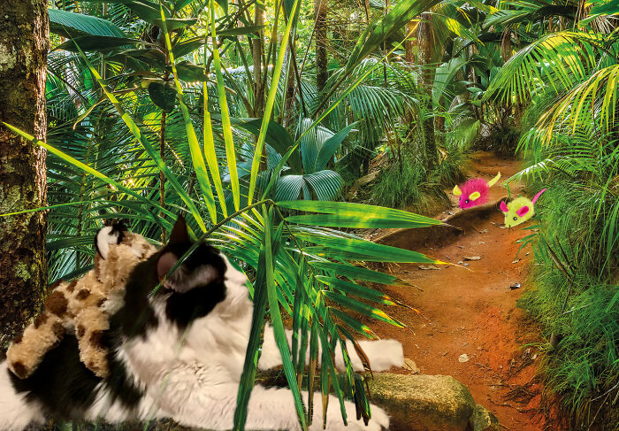 Hey Pandas, Please Photoshop My Cat (Closed)