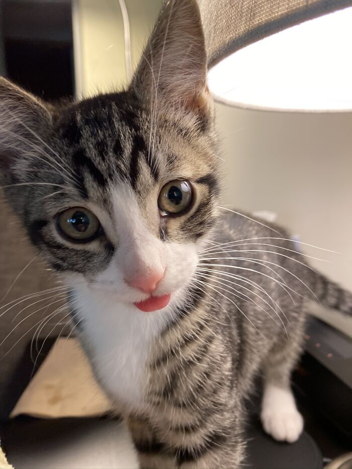 Hey Pandas, Draw Or Post The Funniest Photo Of Your Pet (Closed) Hey Pandas, Draw Or Post The Funniest Photo Of Your Pet (Closed)