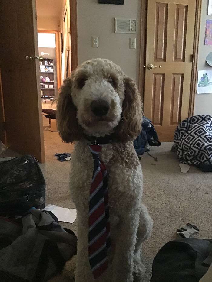 Hey Pandas, Draw Or Post The Funniest Photo Of Your Pet (Closed) Hey Pandas, Draw Or Post The Funniest Photo Of Your Pet (Closed)