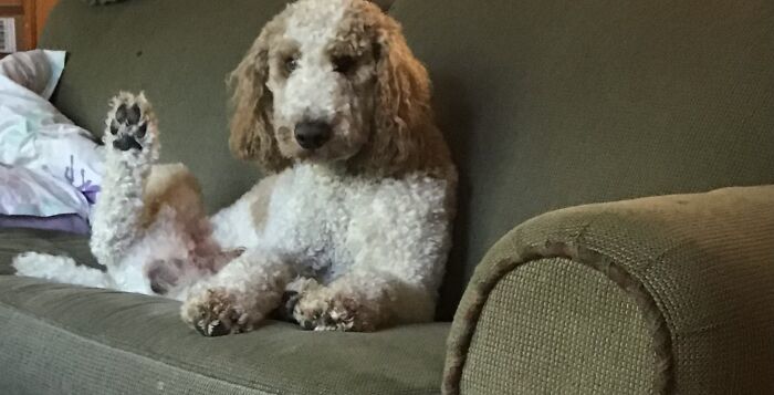 Hey Pandas, Draw Or Post The Funniest Photo Of Your Pet (Closed) Hey Pandas, Draw Or Post The Funniest Photo Of Your Pet (Closed)