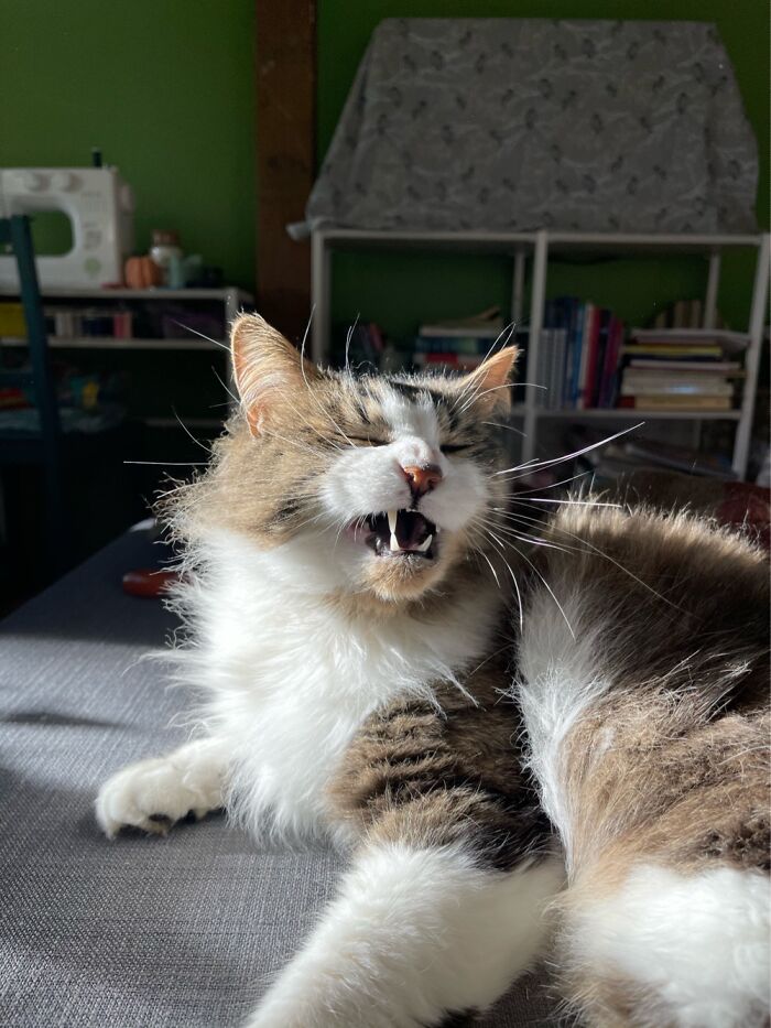 Hey Pandas, Draw Or Post The Funniest Photo Of Your Pet (Closed) Hey Pandas, Draw Or Post The Funniest Photo Of Your Pet (Closed)