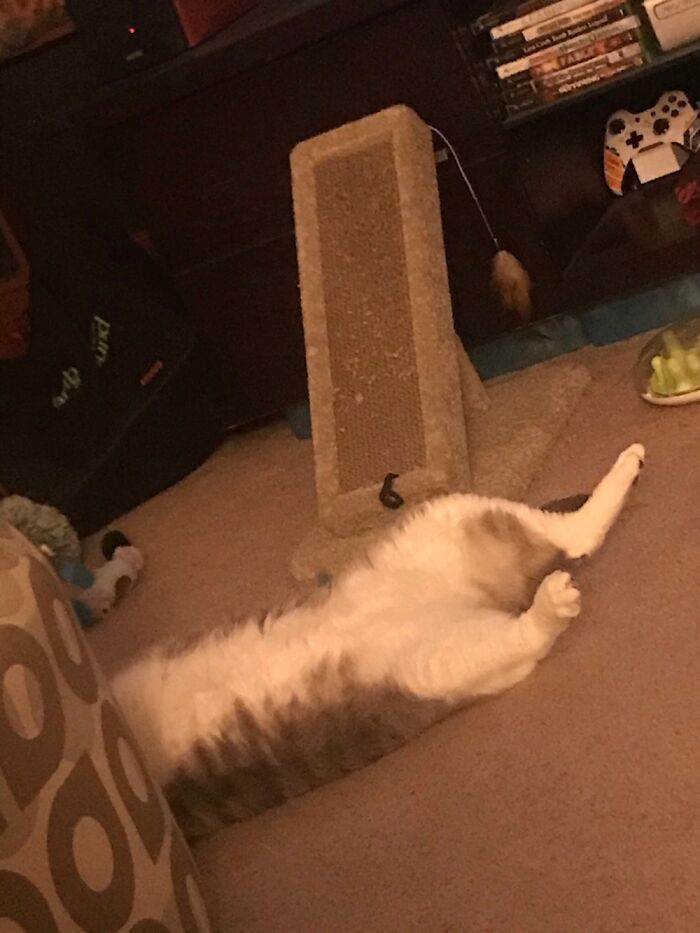 Hey Pandas, Draw Or Post The Funniest Photo Of Your Pet (Closed) Hey Pandas, Draw Or Post The Funniest Photo Of Your Pet (Closed)