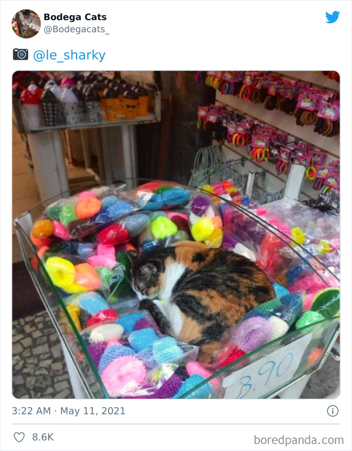 40 Cute Photos Of Bodega Cats That Feel Like Masters Of The Shops (New Pics) 40 Cute Photos Of Bodega Cats That Feel Like Masters Of The Shops (New Pics)