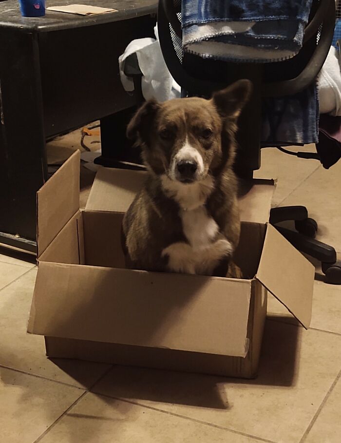 Hey Pandas, Post The Funniest Photo Of Your Dog(s) Here (Closed) Hey Pandas, Post The Funniest Photo Of Your Dog(s) Here (Closed)