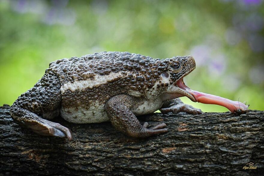 30 Adorable Frog Pictures By Ajar Setiadi That He Took Near His House 30 Adorable Frog Pictures By Ajar Setiadi That He Took Near His House
