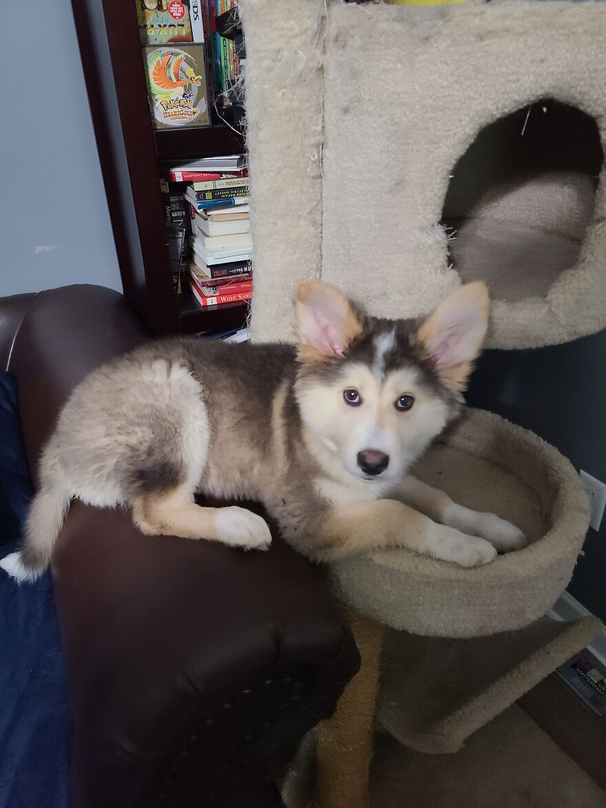 Hey Pandas, Post A Photo Of Your Husky Hey Pandas, Post A Photo Of Your Husky