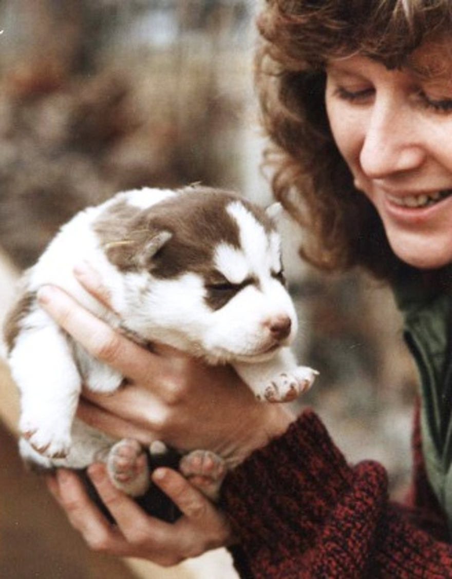 Hey Pandas, Post A Photo Of Your Husky Hey Pandas, Post A Photo Of Your Husky