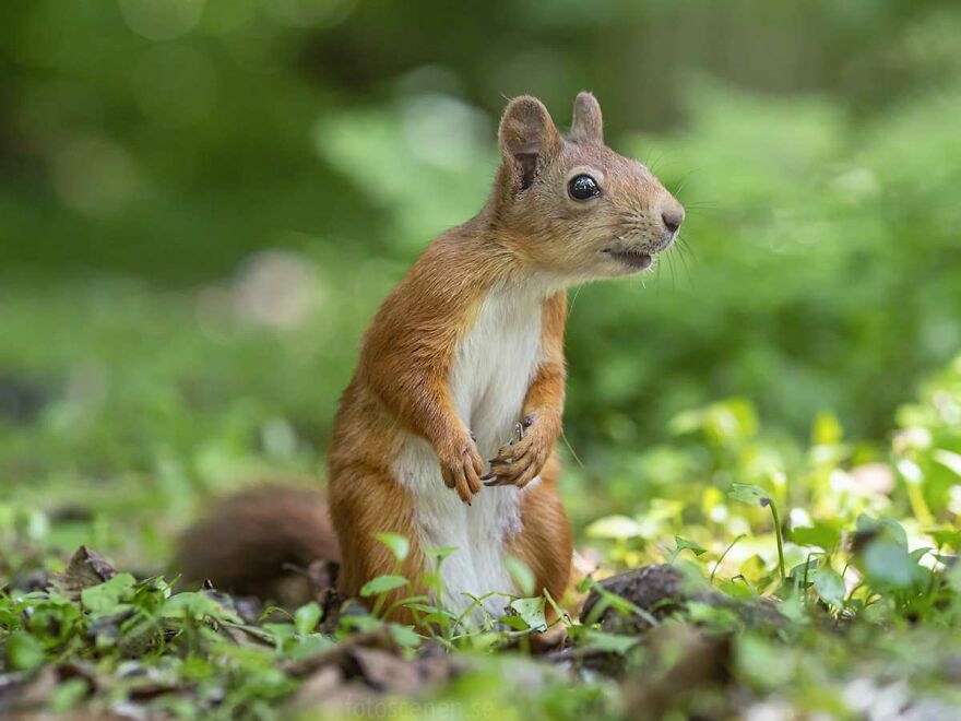 I Became Friends With A Squirrel And Documented Our Friendship With Funny Photos (70 Pics) I Became Friends With A Squirrel And Documented Our Friendship With Funny Photos (70 Pics)