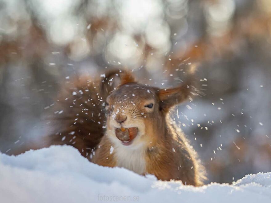 I Became Friends With A Squirrel And Documented Our Friendship With Funny Photos (70 Pics) I Became Friends With A Squirrel And Documented Our Friendship With Funny Photos (70 Pics)