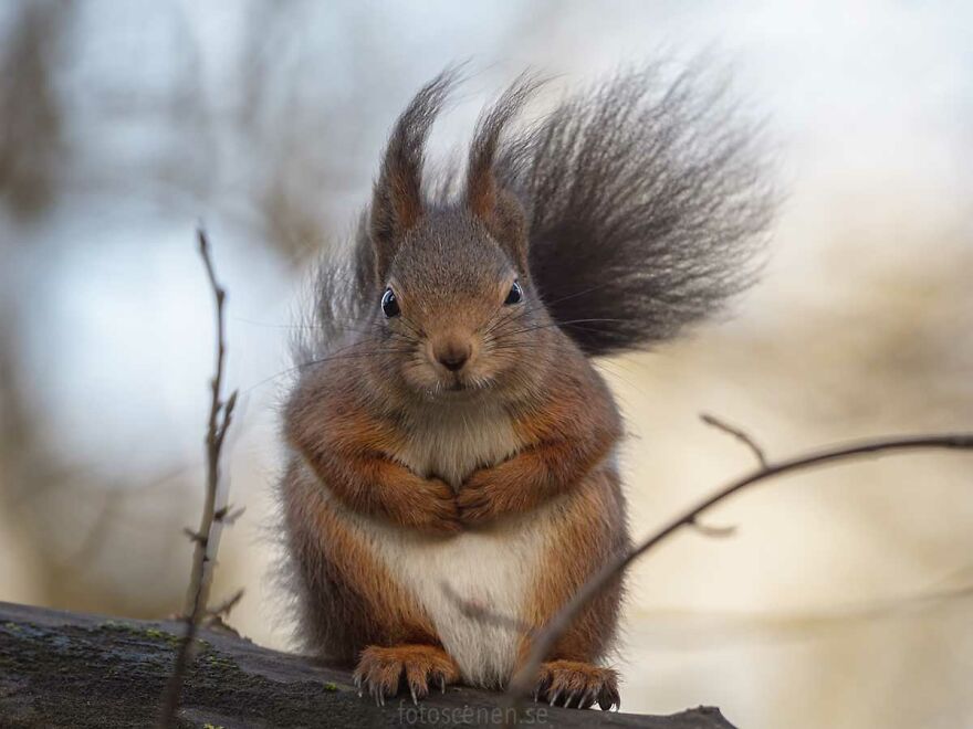 I Became Friends With A Squirrel And Documented Our Friendship With Funny Photos (70 Pics) I Became Friends With A Squirrel And Documented Our Friendship With Funny Photos (70 Pics)