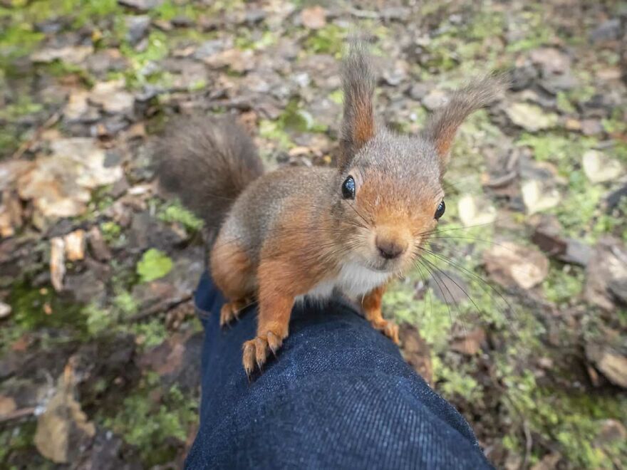 I Became Friends With A Squirrel And Documented Our Friendship With Funny Photos (70 Pics) I Became Friends With A Squirrel And Documented Our Friendship With Funny Photos (70 Pics)