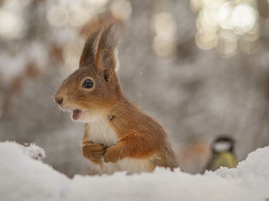 I Became Friends With A Squirrel And Documented Our Friendship With Funny Photos (70 Pics) I Became Friends With A Squirrel And Documented Our Friendship With Funny Photos (70 Pics)