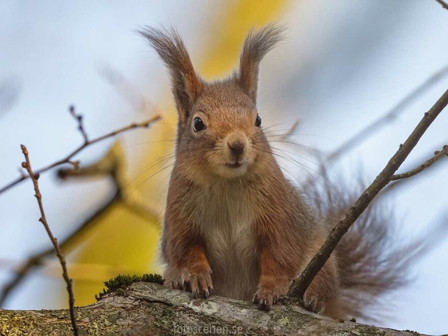 I Became Friends With A Squirrel And Documented Our Friendship With Funny Photos (70 Pics) I Became Friends With A Squirrel And Documented Our Friendship With Funny Photos (70 Pics)