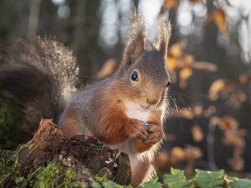 I Became Friends With A Squirrel And Documented Our Friendship With Funny Photos (70 Pics) I Became Friends With A Squirrel And Documented Our Friendship With Funny Photos (70 Pics)