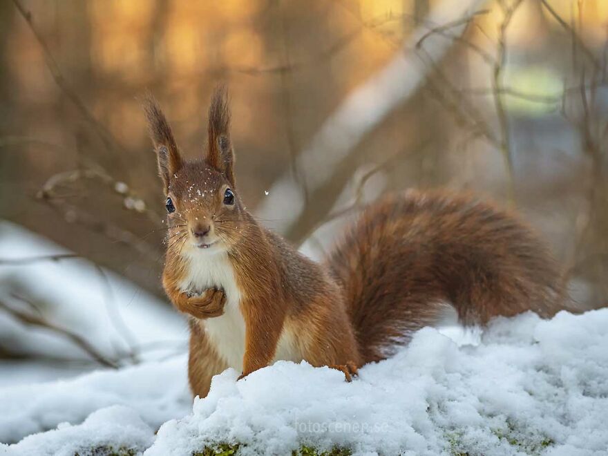 I Became Friends With A Squirrel And Documented Our Friendship With Funny Photos (70 Pics) I Became Friends With A Squirrel And Documented Our Friendship With Funny Photos (70 Pics)