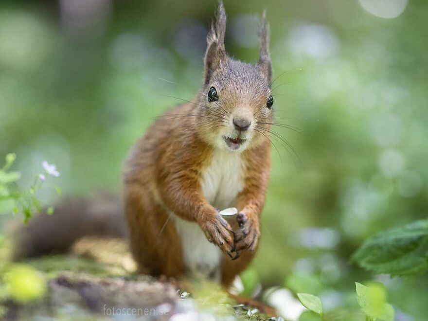 I Became Friends With A Squirrel And Documented Our Friendship With Funny Photos (70 Pics) I Became Friends With A Squirrel And Documented Our Friendship With Funny Photos (70 Pics)