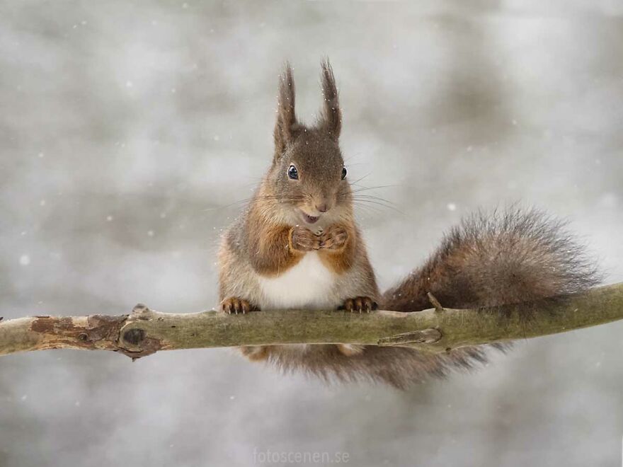 I Became Friends With A Squirrel And Documented Our Friendship With Funny Photos (70 Pics) I Became Friends With A Squirrel And Documented Our Friendship With Funny Photos (70 Pics)