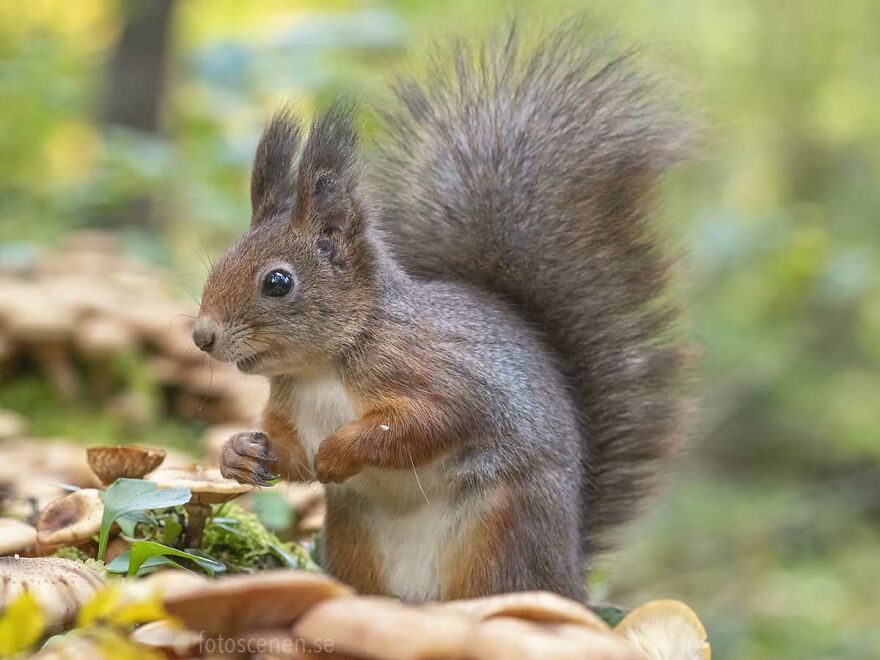 I Became Friends With A Squirrel And Documented Our Friendship With Funny Photos (70 Pics) I Became Friends With A Squirrel And Documented Our Friendship With Funny Photos (70 Pics)