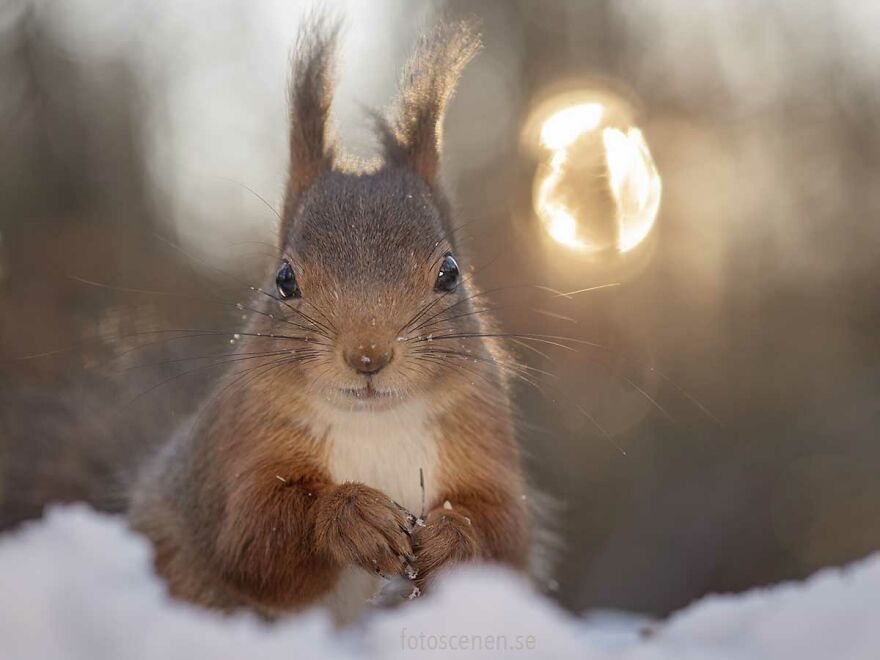 I Became Friends With A Squirrel And Documented Our Friendship With Funny Photos (70 Pics) I Became Friends With A Squirrel And Documented Our Friendship With Funny Photos (70 Pics)