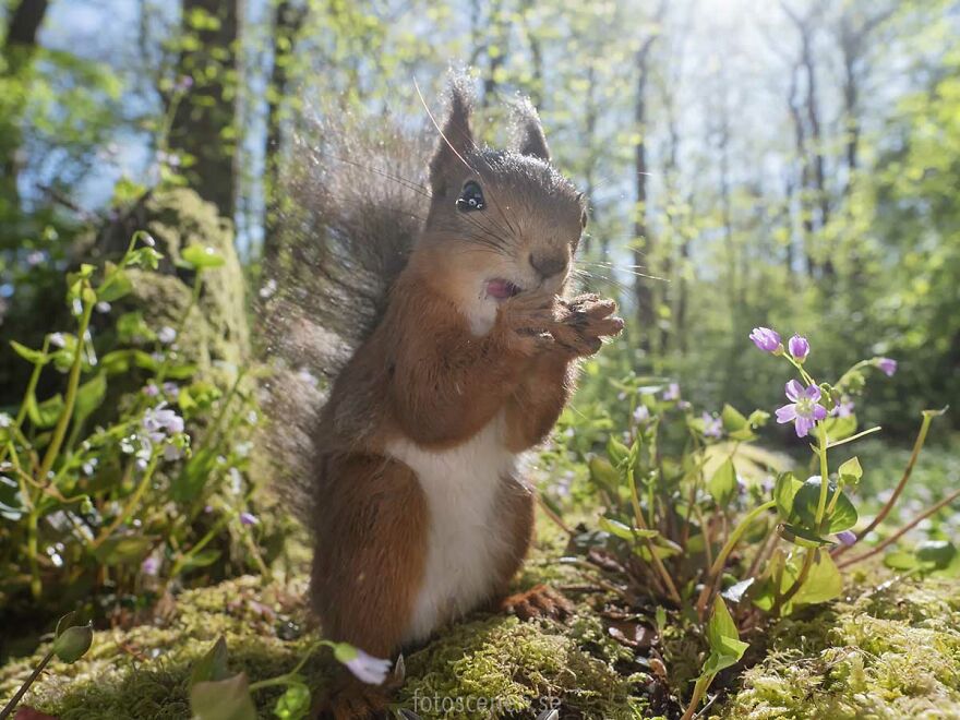I Became Friends With A Squirrel And Documented Our Friendship With Funny Photos (70 Pics) I Became Friends With A Squirrel And Documented Our Friendship With Funny Photos (70 Pics)