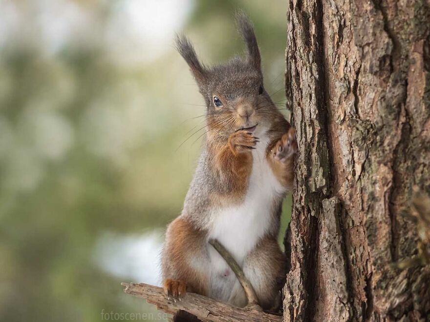 I Became Friends With A Squirrel And Documented Our Friendship With Funny Photos (70 Pics) I Became Friends With A Squirrel And Documented Our Friendship With Funny Photos (70 Pics)