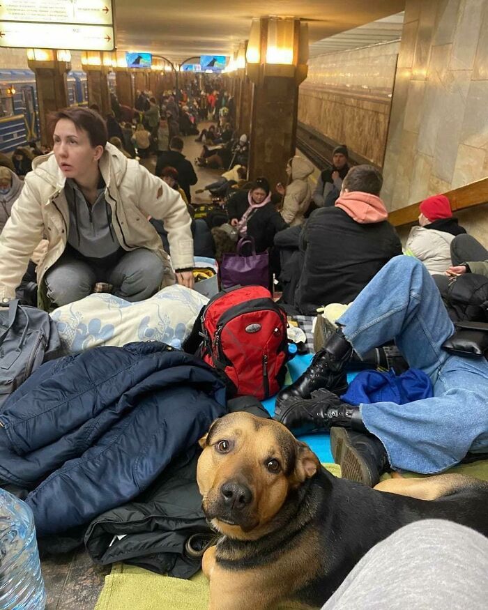 “7 Days Ago Everything Changed”: This Is What It’s Like To Live In The Kyiv Bomb Shelter When You’re A Cat “7 Days Ago Everything Changed”: This Is What It’s Like To Live In The Kyiv Bomb Shelter When You’re A Cat