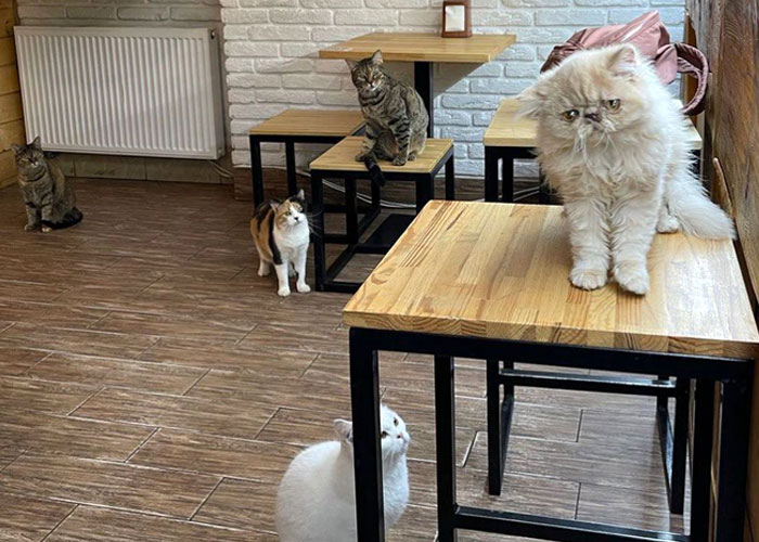 “We Would Never Leave Our Country”: Ukrainian Cat Café Stays Open Amid War “We Would Never Leave Our Country”: Ukrainian Cat Café Stays Open Amid War