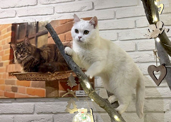 “We Would Never Leave Our Country”: Ukrainian Cat Café Stays Open Amid War “We Would Never Leave Our Country”: Ukrainian Cat Café Stays Open Amid War