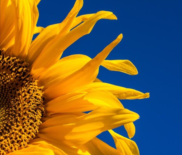 Hey Pandas, Post Something To Support Ukraine (Closed) Hey Pandas, Post Something To Support Ukraine (Closed)