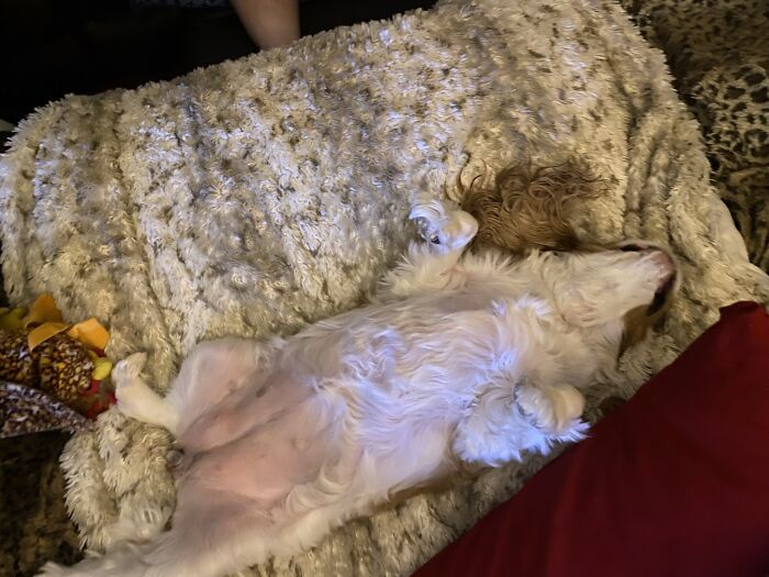 Hey Pandas, Post A Picture Of Your Pet Sleeping (Closed) Hey Pandas, Post A Picture Of Your Pet Sleeping (Closed)