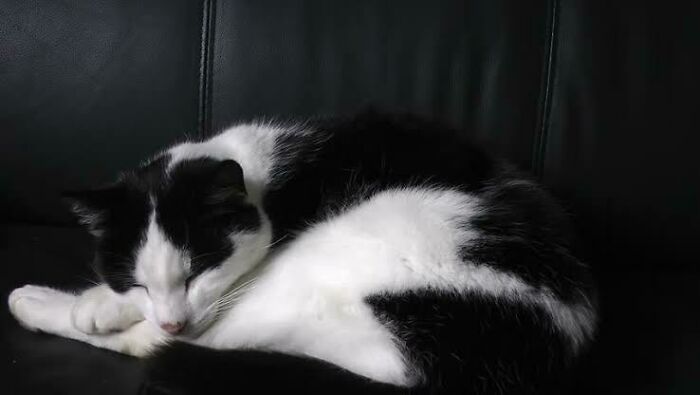 Hey Pandas, Post A Picture Of Your Pet Sleeping (Closed) Hey Pandas, Post A Picture Of Your Pet Sleeping (Closed)