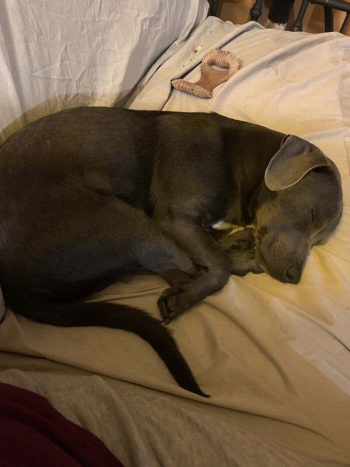 Hey Pandas, Post A Picture Of Your Pet Sleeping (Closed) Hey Pandas, Post A Picture Of Your Pet Sleeping (Closed)